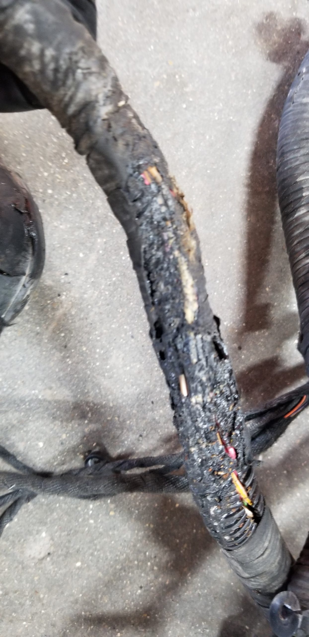 Gen 5 left under body harness - Image 2